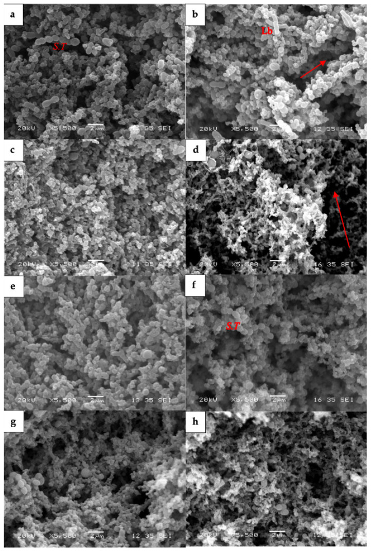 Scanning electron microscopy (SEM) photographs of goat milk yogurts and cow milk yogurt: (a) goat milk yogurt control, (b) goat milk yogurt with HE, (c) goat milk yogurt with HE and WPI, (d) goat milk yogurt with HE and PWP, (e) cow milk yogurt control, (f) cow milk yogurt with HE, (g) cow milk yogurt with HE and WPI, (h) cow milk yogurt with HE and PWP. S.T: Streptococcus thermophilus; Lb: Lactobacillus; arrow in red: space voids.