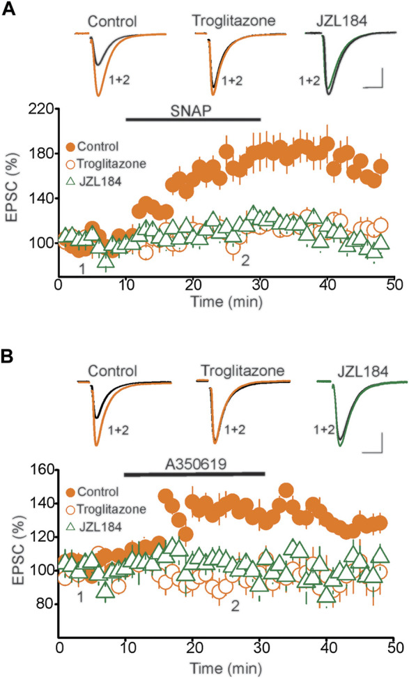 PPARγ abolishes the potentiation of eEPSCs induced by activation of NO/sGC pathway. (A) Pretreatment of DRn slices with PPARγ agonist troglitazone or MAGL inhibitor JZL184 blocks the SNAP-induced potentiation of eEPSCs. Lower graph illustrates a summary of the potentiation of eEPSCs induced by SNAP (200 µM) in control (; n = 9), and in slices pretreated with troglitazone (10 µM; ; n = 10) or JZL 184 (; n = 10). Upper graph illustrates representative eEPSC traces collected before and during administration of SNAP. Calibration bars: 100 pA, 10 ms. (B) Troglitazone and JZL184 block the potentiation of eEPSCs induced by activation of soluble guanylate cyclase (sGC). Lower graph illustrates a summary of the potentiation of EPSCs induced by the sGC activator, A350619 (100 µM) obtained in control (; n = 9), and in slices pretreated with 10 µM troglitazone (; n = 10), or 1 µM JZL184 (). Upper panel represents superimposed eEPSC traces taken before and during administration of A350619 as indicated by numbers in the lower panel. Calibration bars: 25 pA, 10 ms.