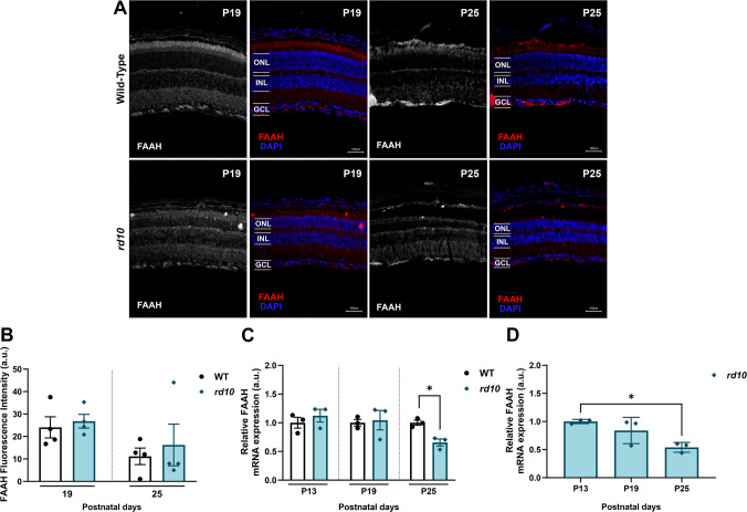 Expression and quantification of FAAH in the murine retina. A Retinas immunolabeled via immunofluorescence against FAAH showed a similar pattern of labeling between WT and rd10 animals throughout the retina at ages P19 and P25. FAAH was diffusely present in all retinal layers. B Fluorescence intensity analysis has shown equal levels of FAAH between WT and rd10 mice in both ages analyzed P19 and P25. C Comparison of FAAH mRNA expression among animals of the same age revealed no significant difference between P13 and P19; however, at P25, rd10 animals exhibited lower expression levels. D In rd10 animals, FAAH mRNA expression decreased at P25 compared to P13. Black circles represent WT animals and blue diamonds rd10. au = arbitrary units. Results represent the mean ± SEM of three independent experiments. Each age was analyzed independently using an unpaired Student’s t-test with Welch’s correction, except D, which was one-way ANOVA. *p < 0.05
