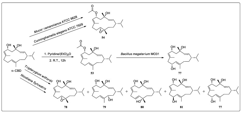 Biocatalytic acetylation, oxidation, and epoxidation of α-CBD (77–81).