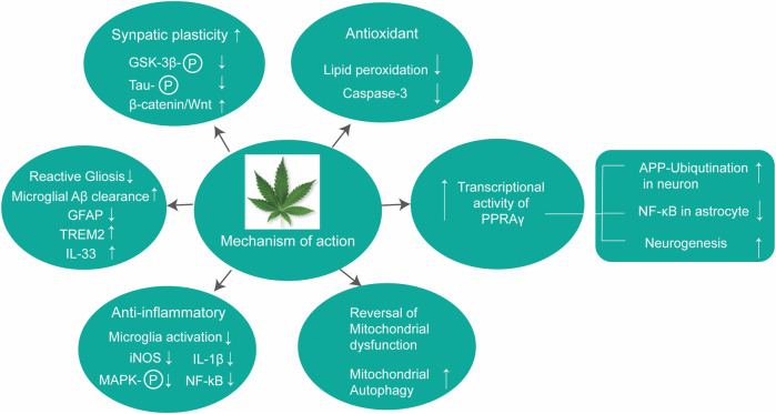 Molecular pathways of contributing neuroprotective role of CBD.
