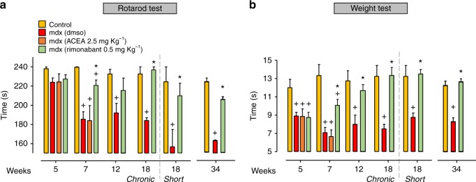 Effect of rimonabant on locomotor activity of mdx mice treated. The muscle coordination and strength was measured in control (n = 7) and mdx mice treated with vehicle (DMSO, n = 11), ACEA (2.5 mg Kg−1, n = 7), or rimonabant (0.5 mg Kg−1, n = 16 IP every other day) at the beginning of the treatment (5 weeks) and at 7, 12, and 18 (chronic) weeks. The treatment was repeated starting from week 16 until week 18 of age (18 short, control wt = 7; mdx + DMSO = 10; mdx + rimonabant = 10) or from week 32 until week 34 of age (control wt = 7; mdx + DMSO = 10; mdx + rimonabant = 10) by the rotarod (a) and weight (b) tests. Each bar is the mean ± SEM. +P ≤ 0.05 vs. control group, *P ≤ 0.05 vs. mdx vehicle group, determined by Student’s t test