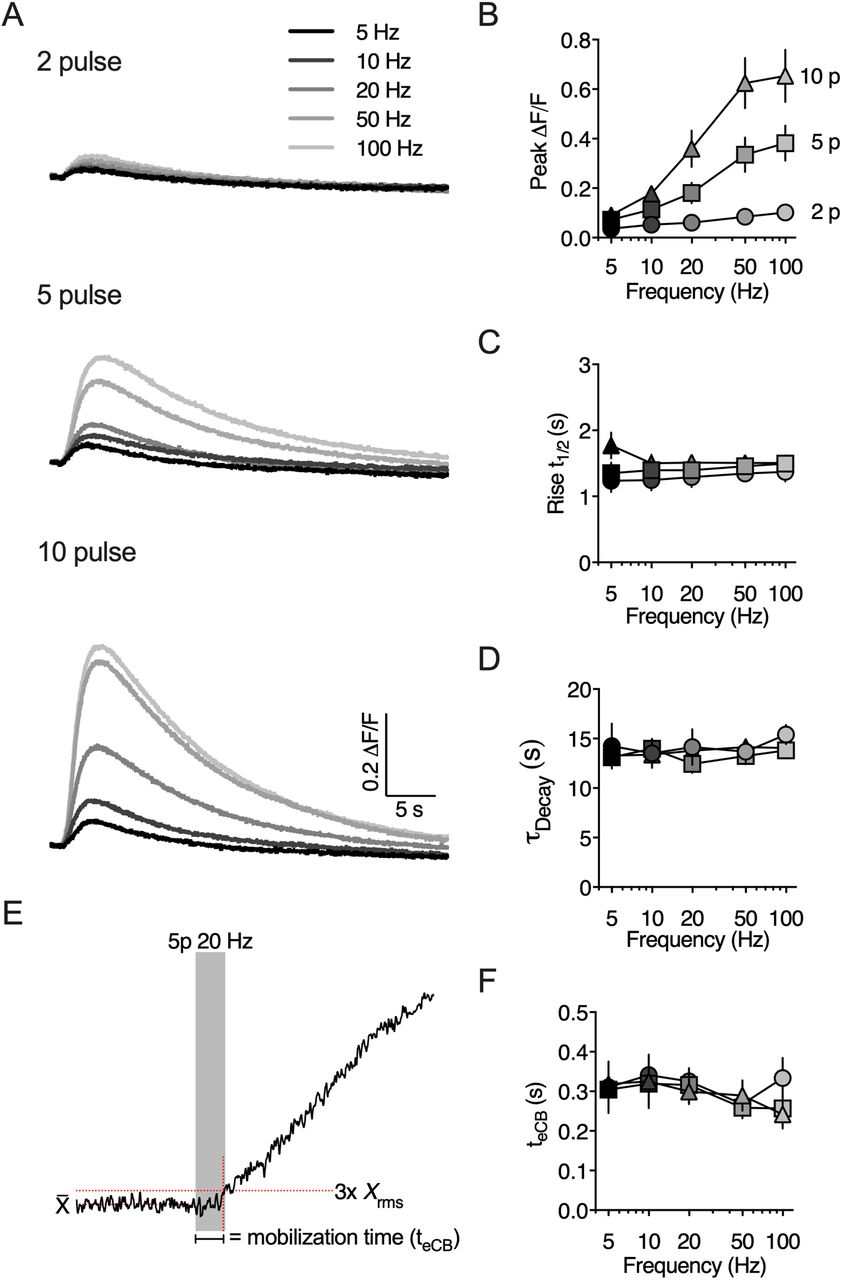 Evoked eCB transients are modulated by stimulation frequency and duration.A) Representative traces of eCB transients evoked by brief trains of synaptic stimulation. B) The amplitude of the eCB transient increased as a function train pulse number and stimulation frequency. C) The eCB transient rise time, defined at the time to reach 50% of the transient peak amplitude, were similar across all stimulation protocols. D) Decay kinetics were similar across all stimulation protocols. E) Schematic illustrating the calculation of eCB mobilization time (teCB). F) The teCB was similar across all stimulation protocols.