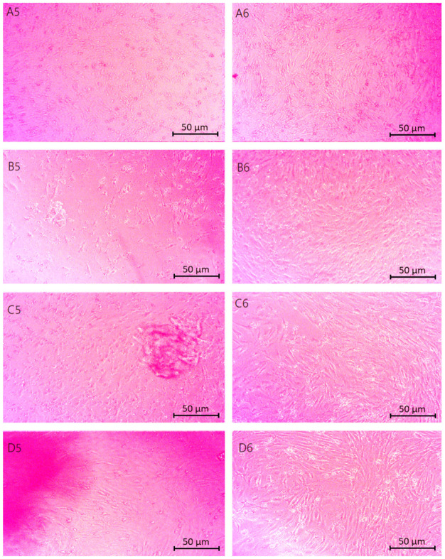 Microscopic images (40× magnification) of biomaterials modified with poly(dopamine) cytotoxicity results performed on neural cells (astrocytes): (A5,A6) Asp:Glu 0.84:0, (B5,B6) Asp:Glu 0.5:0.5, (C5,C6) Asp:Glu 0.7:0.3, (D5,D6) Asp:Glu 0.3:0.7.
