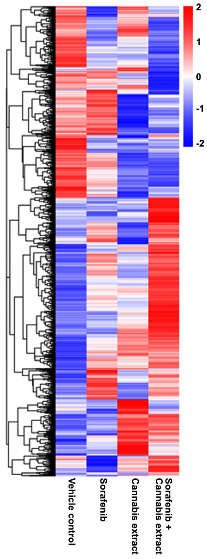 Differential expression gene clustering heatmap. The cells were treated with single-sorafenib extract, single-cannabis extract at a concentration of 0.15 mg/mL, or their combination. The overall results of FPKM cluster analysis, clustered using the log2(FPKM+1) value. Red indicates genes with high expression levels, and blue indicates genes with low expression levels (n = 3).