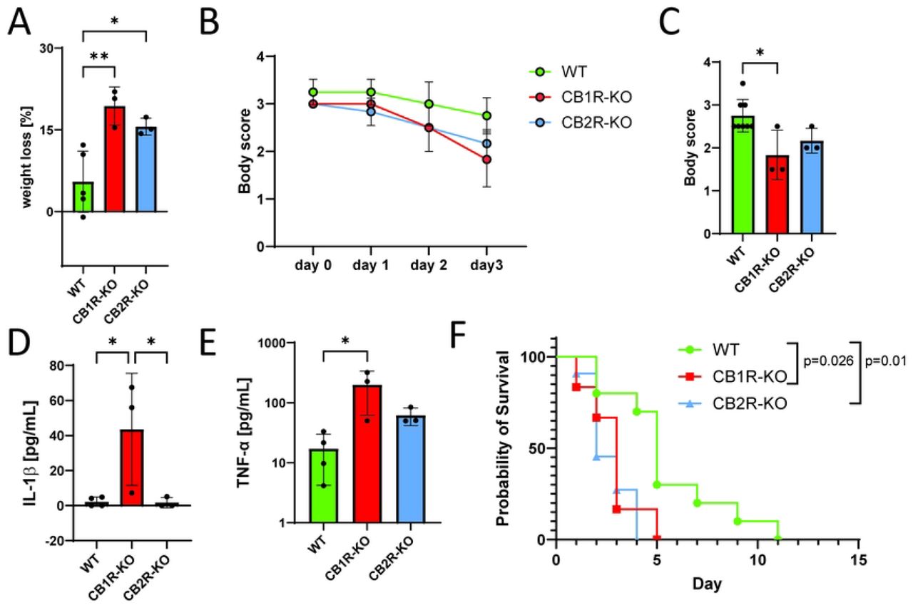 Impact of CB1R and CB2R Knockout on Salmonella Infection Outcomes in Mice.(A) Body weight loss in wild-type (WT), CB1R knockout (CB1R-KO), and CB2R knockout (CB2R-KO) mice at 4 days post-infection (DPI) with Salmonella Typhimurium. (B) Body condition scores in WT, CB1R-KO, and CB2R-KO mice at 1, 2, 3, and 4 DPI. (C) Body condition scores in WT, CB1R-KO, and CB2R-KO mice at 4 DPI. (D) Serum IL-1β levels in WT, CB1R-KO, and CB2R-KO mice at 4 DPI. (E) Serum TNF-α levels in WT, CB1R-KO, and CB2R-KO mice at 4 DPI. (F) Kaplan-Meier survival curves for WT, CB1R-KO, and CB2R-KO mice over 4 DPI. *Data are presented as mean ± SEM. For panels (A), (C), (D), and (E), one-way ANOVA was used for statistical analysis. Statistical significance is indicated as follows: *p < 0.05, **p < 0.01.