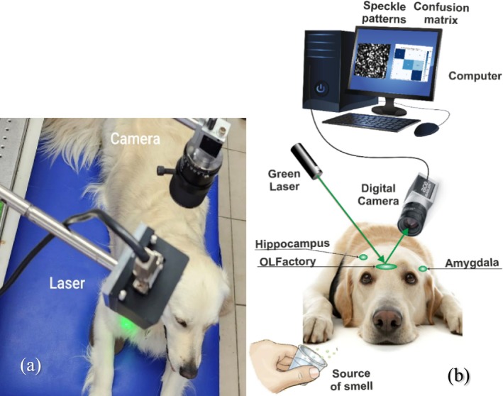(a) The setup of our experiment is shown on Labrador, Johny (a canine participant of our research). (b) The schematic of the setup features: Green laser, digital camera, source of smell, and computer. Regions of the brain that were tested are highlighted. Note that the hippocampus and amygdala are on both sides of the dog's brain.