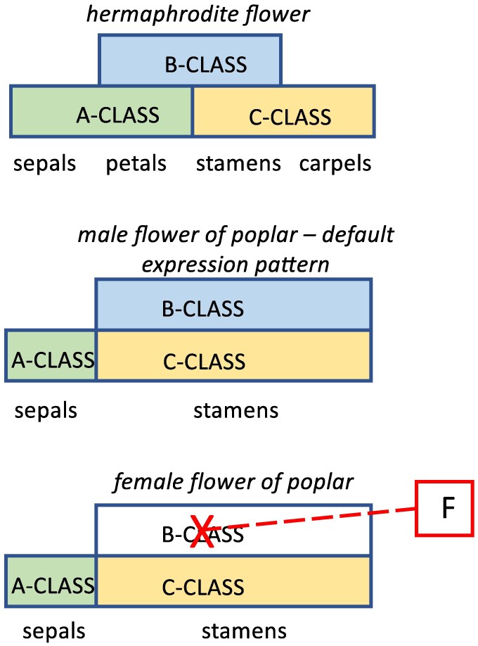 The B-switch hypothesis for poplar (Populus trichocarpa), as suggested by Cronk and Müller (2020). The repatterning of MADS-box gene expression in the flower gives rise to male flowers. This can be switched to female with the complete repression of B-class genes by a female-specific dominant feminizer, F. In poplar, this feminizer is popARR17 (Müller et al., 2020). The precise pathway by which popARR17 represses B genes is unknown but may involve UFO (Montalvao et al., 2022).
