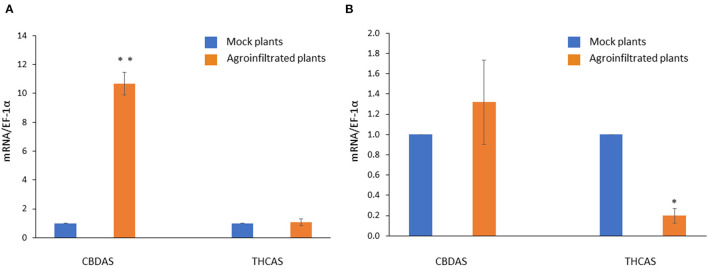 Gene expression profiles of CBDAS and THCAS in CBDAS overexpressed female flowers (A) and THCAS silenced female flowers (B). Data is presented as mean ± S.E. * and ** indicates statistically significant differences at P < 0.05 and P < 0.01, respectively, compared with mock plants, according to the statistical analysis in paired t-tests.