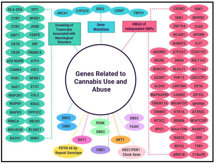 Genes Related to Cannabis Use and Abuse.