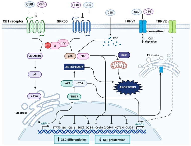 The cannabinoids cannabidiol (CBD) and cannabigerol (CBG) affect glioblastoma tumour differentiated d-glioblastoma cells and glioblastoma stem cells (GSCs).
