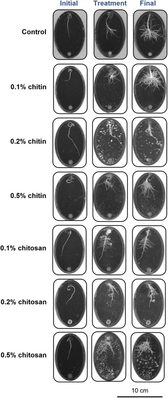 Scanned root images showing root development in the Root-TRAPR system of control, chitin and chitosan treatments. Three scanning times were initial day when the seedling was transferred into the Root-TRAPR system, treatment day (day 0) when chitin or chitosan was applied into the system and final day (day 8) when plant tissues were collected. The images were captured using a calibrated scanner, equipped with the WinRHIZO Arabidopsis 2019 software.
