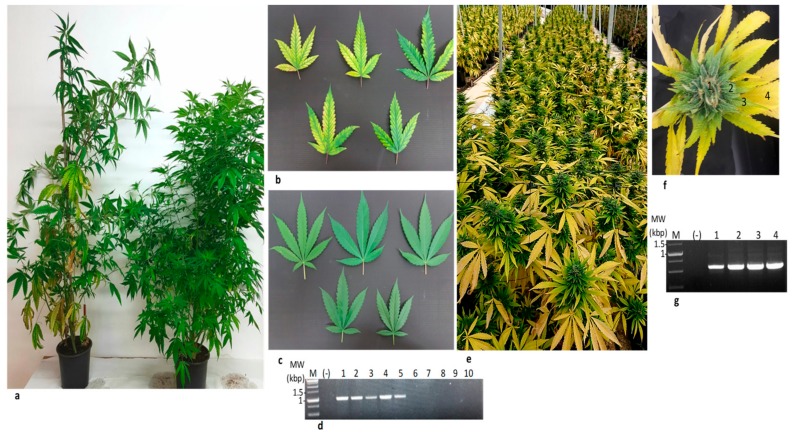 Cannabis lettuce chlorosis virus (LCV) isolate transmitted via shoots.(a) Stunted growth of cannabis plant propagated from LCV infected shoots (left) compared to the growth of cannabis plant propagated from un-infected shoots (right). (b) Chlorotic leaves of the LCV infected cannabis plant shown in (a). (c) Un-infected cannabis leaves. (d) RT-PCR detection of LCV-Can infected (lanes 1–5) and un-infected (lanes 6–10) cannabis leaves using the primers RNA2-F-6090 and RNA2-F-7094 (Table 3). (e) Symptoms of propagated LCV-can infected plants in an authorized farm (AF). This severe stage was observed one-month post-fertilizer arrest, traditionally done before flower pickup. (f) A symptomatic flower of LCV infected propagated cannabis plant dissected to four samples (1–4). (g) RT-PCR of LCV infected cannabis-dissected flower (lanes 1–4) using the primers RNA2-F-7628 and RNA2-F-8189 for RNA2 (Table 3). MW-Molecular weight, M-Marker, (-) Negative control.