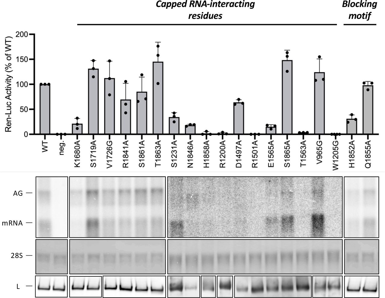 Mutational analysis of capped RNA-interacting residues.RVFV mini-replicon data for L protein with mutations to capped RNA-interacting residues presenting luciferase reporter activity (in standardized relative light units relative to the wild-type L protein (WT)). Data were presented as mean values ± SD of three biological replicates (n = 3). All biological replicates are shown as black dots (top panel). Middle panels present Northern blotting results with signals for antigenomic viral RNA (AG, equal to cRNA), viral mRNA (mRNA) and 28 S ribosomal RNA (28 S) as a loading control, and the bottom panel shows Western blot detection of FLAG-tagged L proteins (L) to demonstrate general expressibility of the mutants.