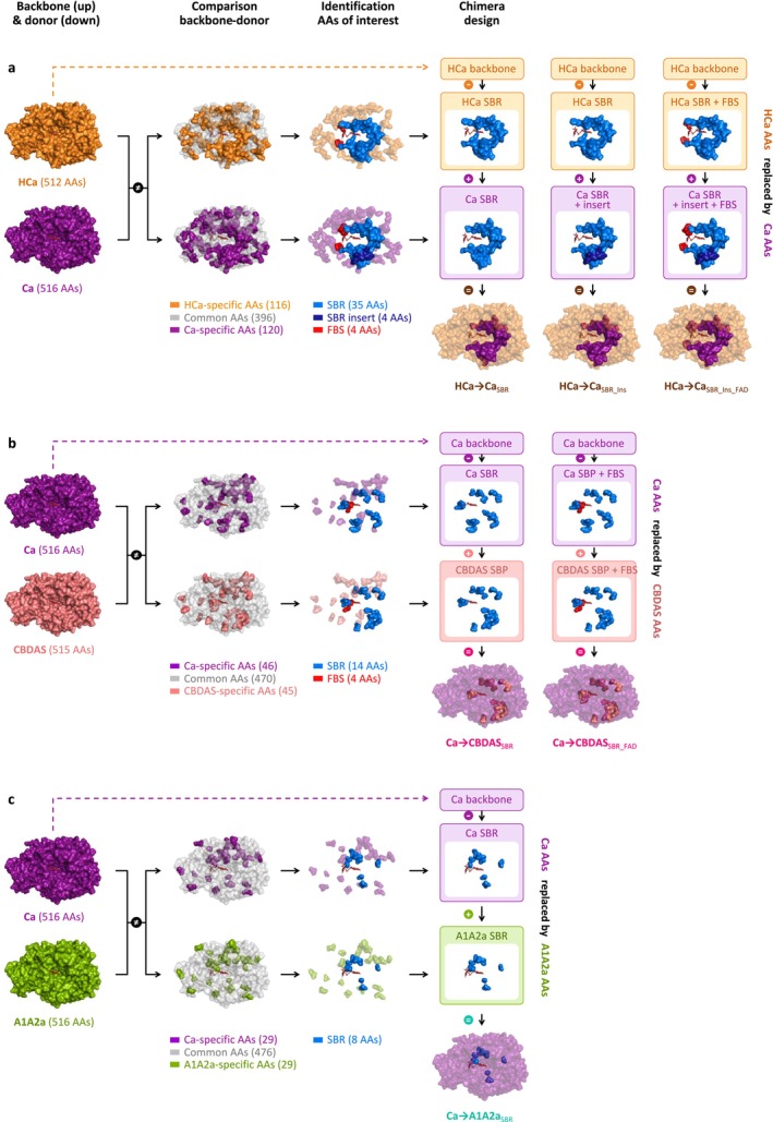 Design of the hybrid enzymes. (a) HCa → Ca, (b) Ca → CBDAS, and (c) Ca → A1A2a hybrid enzymes. The HCa backbone is orange, Ca is purple, CBDAS is salmon, A1A2a is green, and the FAD cofactor is dark red. Based on the backbone‐donor comparison, amino acids of interest were highlighted in blue (substrate binding region), dark blue (four‐residues insertion) and red (FAD binding site). AAs, amino acids; FBS, FAD binding site; SBR, substrate binding region.