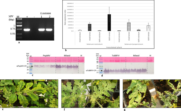 S. rostratum is a host of ToBRFV and PepMV-IL in single and mixed infections.(a) RT-PCR of ToBRFV-inoculated S. rostratum plants, confirmed by Sanger sequencing. (b) A graphical depiction of ToBRFV relative gene expression ratios 2^-ΔΔCt in comparison to the corresponding healthy controls (with the RPL8 endogenous gene). Four different inoculum sources were applied to each test plant: S. rostratum and S. lycopersicum. (c) Western blot analyses showing CP levels of PepMV-IL and (d) ToBRFV in singly and mixed-inoculated S. rostratum plants. (e) Symptomatic S. rostratum plants inoculated with PepMV-IL alone, and (f) ToBRFV alone or (g) with a mixture of ToBRFV and PepMV-IL showing leaf roll and serrated leaves. M, a molecular size marker; (+) positive control from ToBRFV-infected tomato plants; (-) healthy control; numbers represent different plants; arrows indicate the ToBRFV-CP, PepMV-CP and the Ponceau-S stained RuBisCO; H, a healthy control.