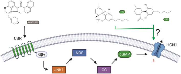 Cannabinoid regulation of Ih in neurons. The synthetic cannabinoid WIN55,212-2 affects memory via increasing Ih by activating CB1 receptors, leading to JNK-mediated increases in activated nitric oxide synthase (NOS), resulting in increased guanylyl cyclase activity and, in turn, cGMP (Hill et al., 2012). However, cannabinoids have also been shown to modify the function of several ion channels independently of cannabinoid receptors (CBRs) activation. Here, we ask if hyperpolarization-activated cyclic-nucleotide-gated (HCN1) channels can be directly modulated by cannabidiol (CBD) and Δ9-tetrahydrocannabinol (THC) (Maroso et al., 2016).