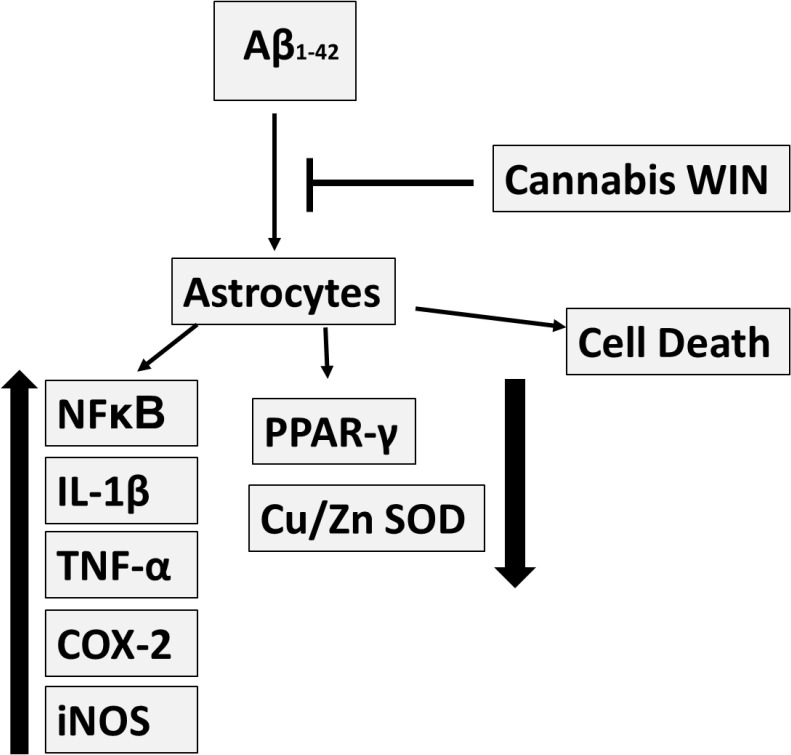 Preventive function of cannabinoid WIN on Aβ1-42-induced toxic effects in astrocytes in primary culture.Cannabinoid WIN 55,212–2 increases cell viability and anti-inflammatory response in cultured astrocytes and prevents inflammatory effects induced by Aβ1–42.