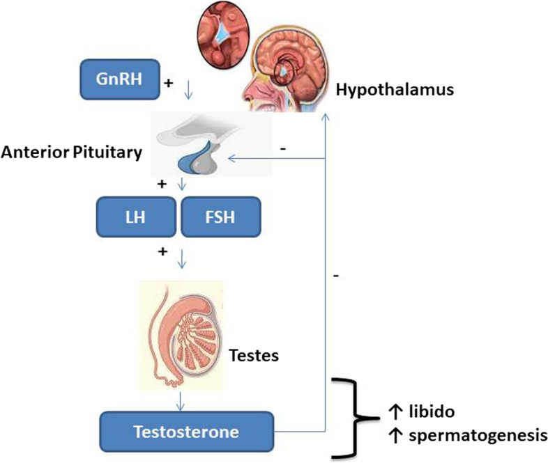 The hypothalamic-pituatary-testicular axis + = stimulatory effect;—= inhibitory effeect. The hypothalamic-pituitary–testicular axis tightly regulates the male reproductive function. Gonadotropin releasing hormone (GnRH) is released in pulsatile manner from the hypothalamus to stimulate the release of the gonadotropins, which include the follicle stimulating hormone (FSH) and luteinizing hormone (LH). These gonadotropins stimulate the testes to maintain optimal testicular function. FSH stimulates the Sertoli cells to drive spermatogenesis, while LH stimulates the Leydig cells to promote testosterone biosynthesis, which is also required for sexual drive (libido) and spermatogenesis
