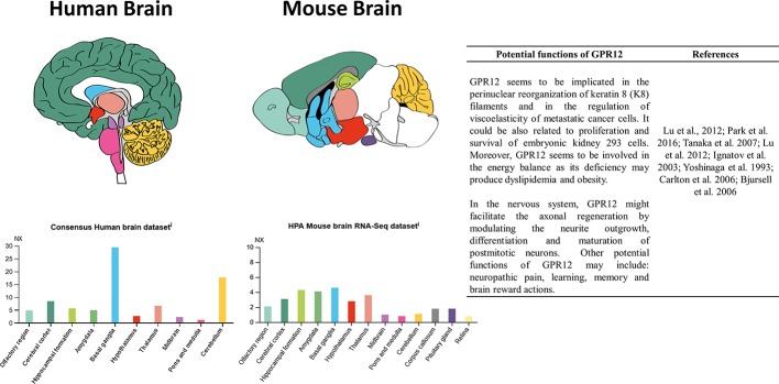 RNA detection of GPR12 in main human and mouse brain areas and some of its potential roles. Images taken from “The Human Protein Atlas®” available at: https://www.proteinatlas.org/ENSG00000132975-GPR12/brain.