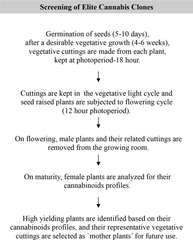 Schematic diagram of screening of elite cannabis clones.