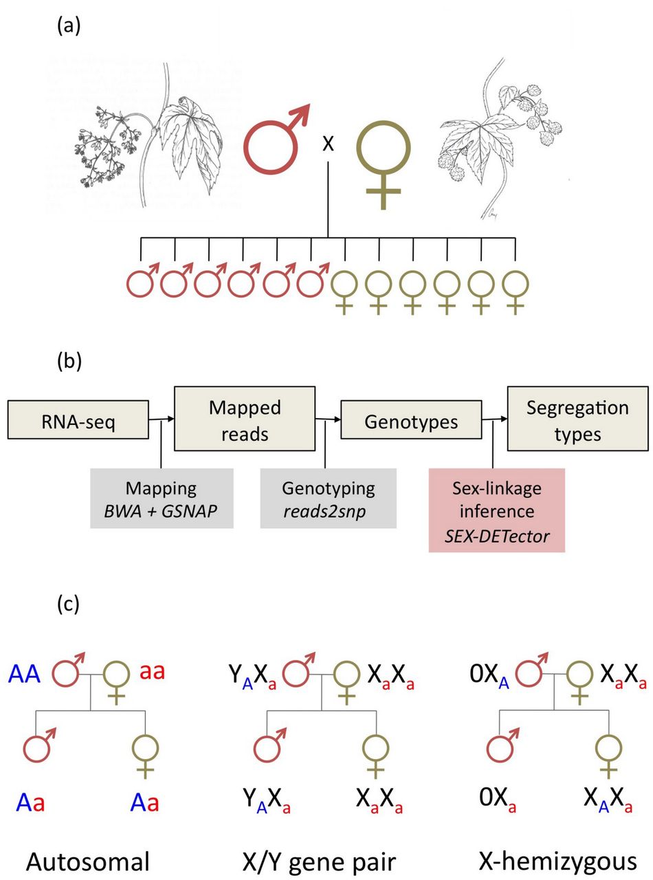 Schematic representation of the workflow used to detect sex-linkage. (a) Experimental design: six females and six males were obtained by a controlled cross, and all individuals (14) were sequenced. (b) Bioinformatic pipeline for the treatment of RNAseq data. (c) Illustration of the underlying principles of the SEX-DETector segregation analysis.