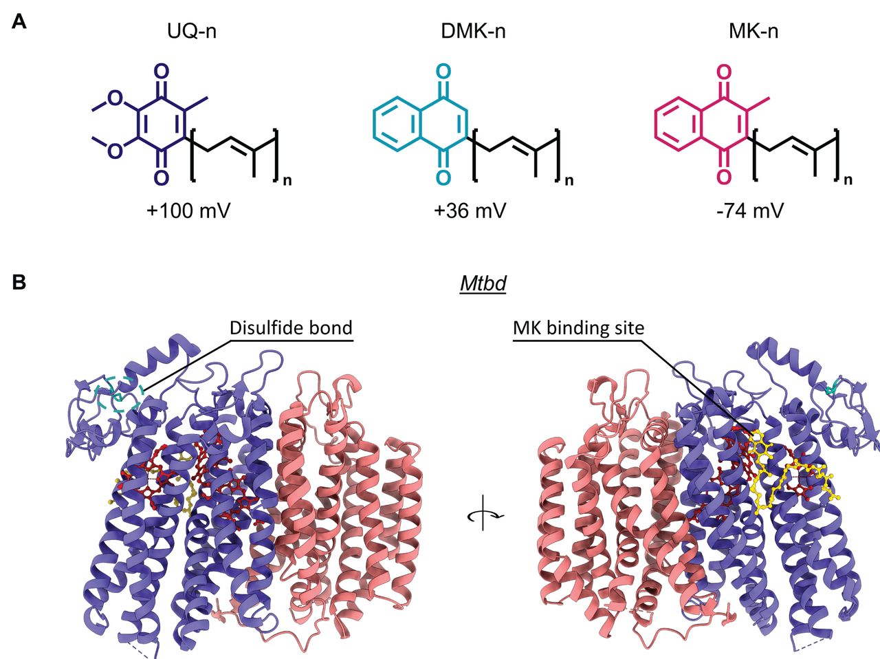 Overview of quinone subtypes and structural features of Mtbd(A) The structure of quinone analogs used in this study with the number of isoprenoid units (n) and their reduction potentials20. (B) Structure of Mtbd, CydA (purple), CydB (orange), (PDB: 7NKZ) indicating the Q-loop disulfide bond and MK binding site.