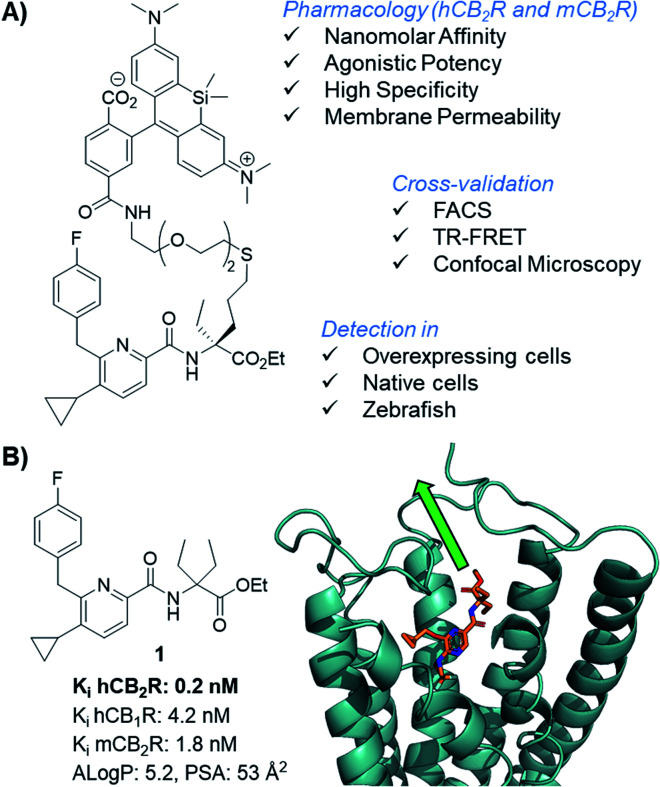 CB2R agonist 1 for the design of CB2R-selective fluorescent probe and docking experiments into the co-crystal structure of active state CB2R with agonist AM12033 (PDB 6KPC).15