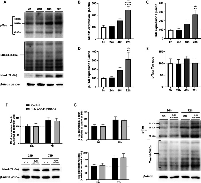 Assessment of mitochondria transport machinery expression levels. (A) Representative western blot images. Quantification of (B) Miro1 (∼71 kDa), (C) Tau (35–55 kDa), (D) p-Tau (45, 58 and 60 kDa) and (E) p-Tau/Tau ratio over a 72-h period to evaluate their expression profiles during NG108-15 cells differentiation. Evaluation of 1 µM ADB-FUBINACA effects on (E) Miro1 and (F) p-Tau/Tau levels following 24 and 72 h of exposure. The density of bands was normalized by the amount of β-actin per lane. Each bar represents the mean ± SEM, for at least five independent experiments. aap < 0.01, aaaap < 0.0001, compared to vehicle-control at 0 h. bbp < 0.01, bbbbp < 0.0001 compared to vehicle-control at 24 h. ccp < 0.01, compared to vehicle-control at 48 h, using one-way ANOVA followed by Tukey’s post-hoc test