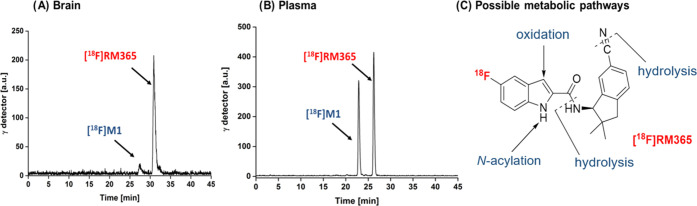 In vivo metabolism of [18F]RM365. Analytical radio-HPLC chromatograms of tissue and organ samples of female CD-1 mice obtained at 30 min p.i. (A) Brain homogenates [extraction with MeOH/H2O (8:2); extraction yield: > 96%]. (B) Blood plasma samples [extraction with MeOH/H2O (8:2); extraction yield: > 95%]; HPLC conditions: Reprosil-Pur 120 C18-AQ (5 μm, 250 mm × 4.6 mm); gradient mode (10–90–10% CH3CN/20 mM NH4OAcaq, 1 mL/min).