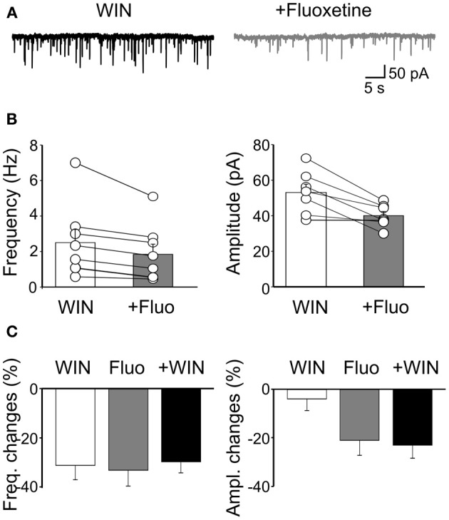 Fluoxetine-induced reduction of sGPSCs frequency and amplitude does not involve CB1 receptor-positive GABAergic interneurons. (A) Sample traces of sGPSCs recorded in the presence of WIN55,212-2 (1 μM) and WIN55,212-2 plus fluoxetine (20 μM). (B) Summary plots of the mean frequency (n = 8; p = 0.008) and amplitude (n = 7; p = 0.008) of sGPSCs recorded in the presence of WIN55,212-2 (white columns) and WIN55,212-2 plus fluoxetine (gray columns) for all cells tested (±SEM). (C) Frequency and amplitude changes (as percentage of controls) induced by bath application of WIN55,212-2 (white), by fluoxetine (grey) and fluoxetine plus WIN55,212-2 (black). Note that while WIN55,212-2 depressed only the frequency of sGPSCs, fluoxetine depressed both the frequency and the amplitude. In addition, fluoxetine depressed to a similar extent the amplitude and the frequency of sGPSCs when applied alone or in the presence of WIN55,212-2.