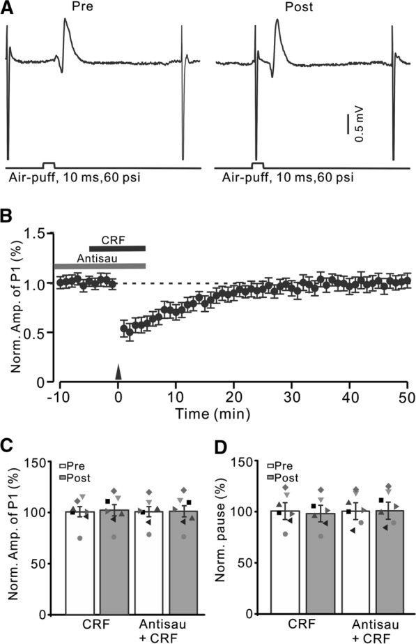 Blockade of CRF-R2 did not prevent the effect of CRF on facial stimulation-evoked MLI-PC LTD. A Upper: Representative cell-attached recording traces showing air-puff stimulation (10 ms, 60 psi; arrows)-evoked responses in a cerebellar PC before (Pre) and after (post) delivering 1 Hz (240 pulses) stimulation in the presence of a mixture of antisauvagine-30 (Antisau; 200 nM)and CRF (100 nM). B Summary of data showing the time course of normalized P1 amplitude before and after delivery of 1 Hz facial stimulation (arrow head) in the presence of Antisau and CRF. C Mean (± S.E.M) with individual data showing the normalized amplitude of P1 before (Pre), after (Post) delivery of 1 Hz stimulation. D Mean (± S.E.M.) with individual data showing the normalized pause of simple spike firing before (Pre), after (Post) delivery of 1 Hz stimulation. n = 7 mice in each group