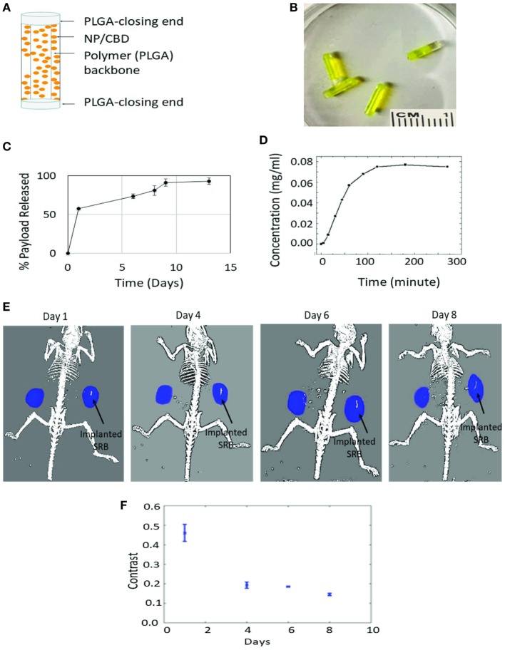 Sustained release of cannabinoid (CBD). (A) One design of multifunctional smart biomaterial (SRB) made of Food and Drug Administration-approved biocompatible biodegradable polymer loaded with a payload of CBDs/nanoparticles (NPs); (B) actual SRBs with payload; (C,D) in vitro release of CBD payload from SRB, demonstrating the ability for (C) sustained release over many days, and (D) quick release. The release kinetics (i.e., how slow or fast) can be optimized to treatment schedules, by varying the degree of cross-linking in the polymer or the polymer weighting. (E) Computed tomography image of mouse imaged over time with small animal radiation research platform showing degradation of SRB as payload is released over time in the tumor on the right side of image. (F) Average pixel intensity from maximum amplitude image for all image slices. The data are obtained from evaluating the same region of interest in the processed maximum intensity images.