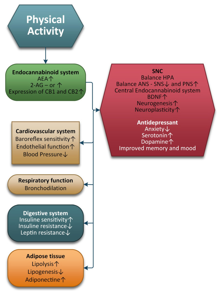 Basic changes in the endocannabinoids in multiple organs in response to physical exercise.