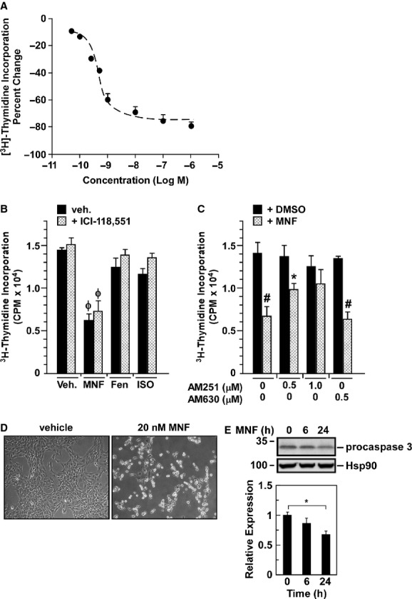 MNF reduces proliferation of rat C6 glioma cell line. A, Cell proliferation assay was performed in rat C6 glioma cells maintained in serum-free medium and treated with increasing concentrations of MNF for 24 h followed by the addition of [3H]-thymidine for 16 h (see Materials and Methods for further details). Data show the average ± SEM of 4 independent experiments, each performed in triplicate wells. B, C6 glioma cells in serum-free medium were pretreated without or with the selective β2-AR blocker ICI-118,551 (3 nmol/L) for 30 min followed by the addition of vehicle or 20 nmol/L of MNF, (R,R’)-fenoterol (Fen) or isoproterenol (ISO) for 24 h. C, C6 glioma cells were pretreated without or with the cannabinoid receptor inverse agonists AM251 (0.5 and 1 μmol/L) and AM630 (0.5 μmol/L) for 30 min followed by the addition of vehicle or 20 nmol/L of MNF for 24 h. B and C, [3H]-thymidine incorporation was determined after 16 h incubation. Bars represent the average ± SD of a single experiment performed in triplicate wells. Similar results were obtained in 2–3 independent experiments. *, P < 0.05; #, P < 0.01; ϕ, P < 0.001 versus DMSO controls. D, Changes in cell morphology were observed for C6 cells incubated with 20 nmol/L MNF for 48 h. E, C6 glioma cells were incubated with 20 nmol/L MNF for 6 and 24 h after which lysates were prepared and immunoblotted for procaspase 3. Membranes were reprobed for Hsp90, which served as a loading control. Upper panel, representative blots; lower panel, densitometric quantification of propcaspase 3 normalized to Hsp90, with the values in vehicle-treated cells set at 1.0. Bars represent means ± SEM from three independent experiments. *, P < 0.05.