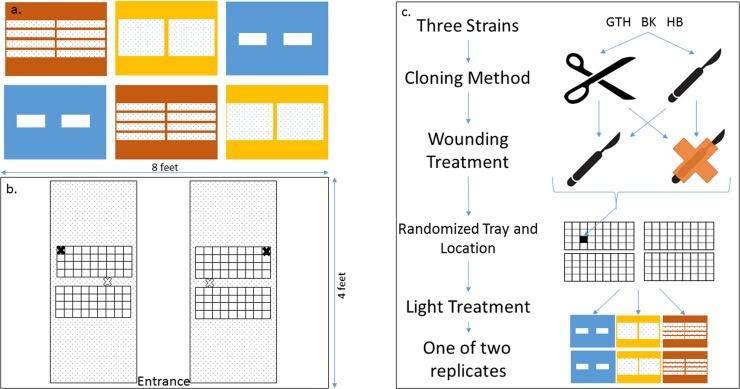 Schematic of experiments to quantify the effect of lighting, stem scarring, and tool used on the rooting probability and timing of Cannabis clones.A) Blue, red, and yellow rectangles represent the plasma, T5, and T8 tents respectively. White squares within each tent represent the approximate size and placement of lamp fixtures. B) Tray layout within each experimental tent; black X—air temperature/humidity probe, white X- seedling heating mat thermostat probe C) Experimental procedure. Cuttings were taken using either secateurs or a scalpel and were randomly allocated to a tray position in a lighting treatments replicate.