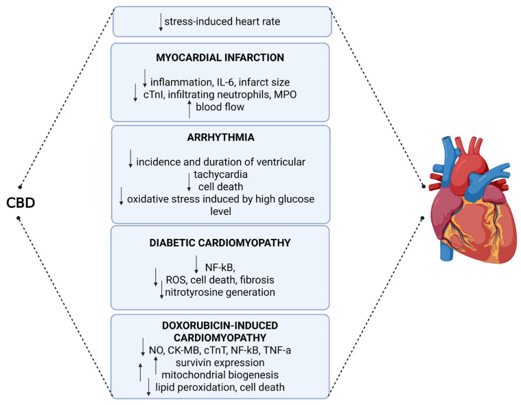 Cardioprotective Effects of Cannabidiol (CBD) on Cardiovascular Disorders. CBD: cannabidiol; IL-6: interleukin-6; cTnI: cardiac troponin I; MPO: myeloperoxidase; NF-κB: nuclear factor kappa-light-chain-enhancer of activated B cells; ROS: reactive oxygen species; NO: nitric oxide; CK-MB: creatine kinase-MB; cTnT: cardiac troponin T; TNF-α: tumor necrosis factor-alpha.
