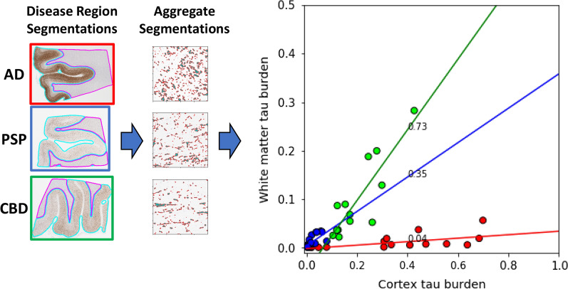 Tau burden is disease specific. Scatter plot of tau burden in cortex (x-axis) vs WM (y-axis) regions across multiple WSI (individual data points) from different diseases (point colors). Tau burden in a region was estimated by the ratio of area covered by tau aggregates (from aggregate classifier) to total area of the region (WM/cortex from the region classifier). Data from each disease are fit using a least squares straight-line fit and the best-fit slope is shown next to the fitted line