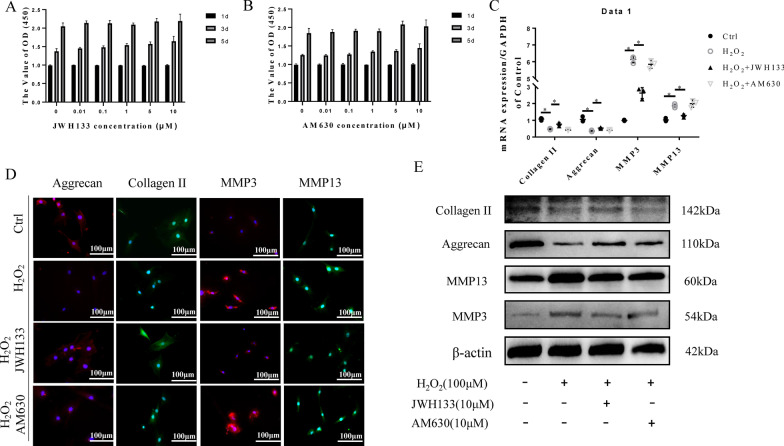 CB2 activation attenuates the degeneration of NPCs. A, B CCK-8 results showing that both JWH133 and AM630 have no toxicity in NPCs at concentrations under 10 µM C RT-qPCR results for collagen II, aggrecan, MMP3 and MMP13 (*p < 0.05). D Representative image of ICC staining for collagen II, aggrecan, MMP3 and MMP13 in NPCs; scale bar, 100 μm. E Western blot results for collagen II, aggrecan, MMP3 and MMP13. (n = 3 Independent experiments)