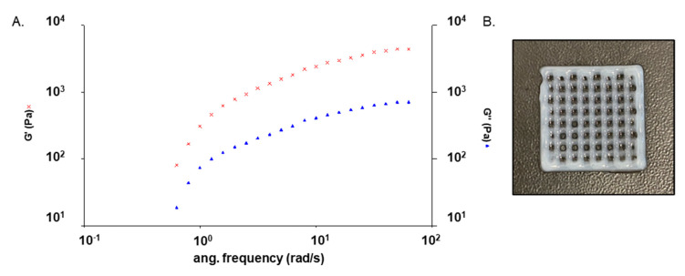 (A) Variation of the elastic (G’, red crosses) and viscous modulus (G”, blue triangles) with frequency of GEL–ALG ink. (B) GEL–ALG scaffold photograph after printing.