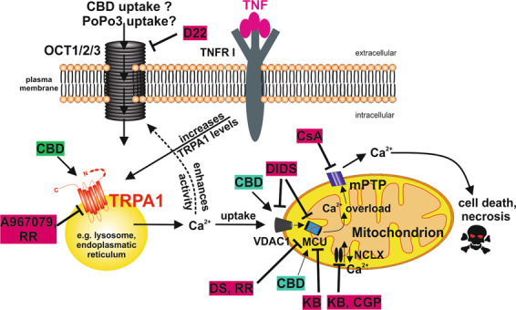 Proposed hypothetical mechanism of CBD-induced cell death.TNF increases TRPA1 protein, which is located in intracellular compartments. CBD activates TRPA1 and Ca2+ is released into the cytosol. Elevations in cytosolic Ca2+ are reduced through uptake into mitochondria. In addition, increased cytosolic Ca2+ might enhance the activity of organic cation transporters (OCT) which might mediate the uptake of the fluorescent dye PoPo3. Additionally, OCT might mediate the uptake of CBD itself. By binding to VDAC1, CBD increases Ca2+ flux through the outer mitochondrial membrane. Ca2+ is then taken up into the matrix by the mitochondrial Ca2+ uniporter (MCU) and, if mitochondria are depolarized, by the Na+/Ca2+ exchanger (NCLX), which operates in reverse mode under these conditions. Ca2+ overload occurs, the mitochondrial permeability transition pore (mPTP) assembles and cell death occurs.