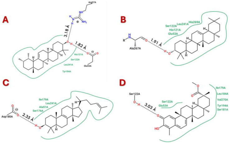 The best docking pose for (A) α-Amyrin–MAGL complex, (B) β-Amyrin–MAGL complex, (C) Euphol–MAGL complex, and (D) Pristimerin–MAGL complex.