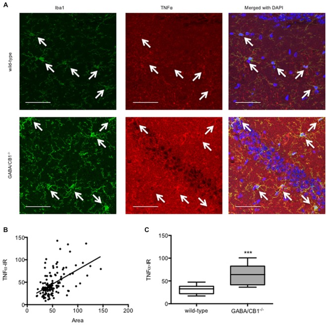 (A) Representative microphotograph of confocal images of Iba1 (green) and TNFα (red) colocalization. Scale bar represents 50 μm. White arrows point to Iba1+ microglia. (B) Correlation between microglial size and TNFα immunoreactivity. Microglia (n = 132) in the hippocampus of saline-treated WT and GABA/CB1−/− mice were analyzed. (C) TNFα immunoreactivity of microglia cells in the hippocampus of saline-treated WT and GABA/CB1−/− mice (n = 60–72). ***p < 0.001 using Mann-Whitney U-test.