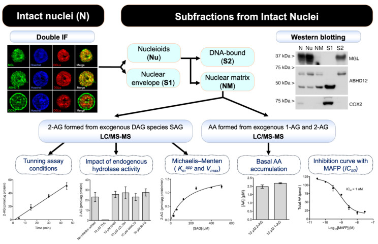 Flow diagram highlighting the key experiments and results leading to the conclusion that ABHD12 is likely the main responsible for the hydrolysis of 2-AG in the nuclear matrix.