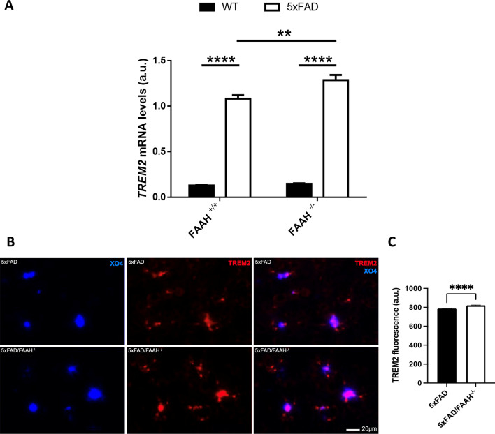 FAAH deletion enhances the expression of TREM2 in 5xFAD mice. A Expression levels of TREM2 (A), obtained from hippocampal extracts after RT-qPCR. Two-way ANOVA followed by Tukey’s test (**p < 0.01, ****p < 0.0001) (n = 6–8 animals in each group). Graphs represent mean ± s.e.m. B Representative images showing TREM2 protein expression in microglia surrounding amyloid plaques in cortex, as revealed by immunofluorescence. Blue channel (left) corresponds to amyloid plaque labelling with methoxy-XO4; red channel (middle) shows anti-TREM2 staining. Merged images are shown in the right panels. C Densitometric quantification of TREM2 fluorescence. N = 3 mice per group. ****p < 0.0001 by Mann–Whitney test. Error bars represent mean ± s.e.m. Scale bars, 20 μm