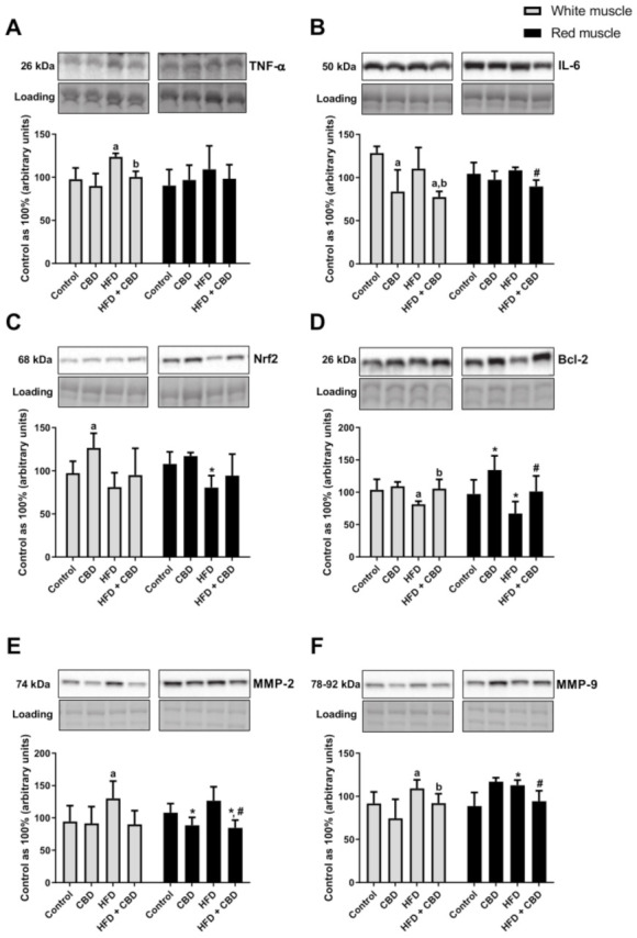 Intramuscular changes in the total expression of proteins involved in the inflammatory pathway, i.e., of (A) tumor necrosis factor α (TNF-α), (B) interleukin 6 (IL-6), as well as (C) nuclear factor erythroid 2-related factor 2 (Nrf2), (D) B cell lymphoma 2 (Bcl-2), (E) matrix metalloproteinase-2 (MMP-2) and (F) matrix metalloproteinase-9 (MMP-9) in the white and red gastrocnemius muscles in the control (standard diet) and high-fat diet (HFD) groups. The total expressions of the abovementioned proteins are presented as percentage differences compared to the control group which was set as 100%. The data are expressed as mean values ± SD, n = 6 in each group. a p < 0.05 indicates a significant difference: the control group vs. the examined group in the white gastrocnemius muscle; b p < 0.05 indicates a significant difference: HFD vs. HFD + CBD in the white gastrocnemius muscle. * p < 0.05 indicates a significant difference: the control group vs. the examined group in the red gastrocnemius muscle; # p < 0.05 indicates a significant difference: HFD vs. HFD + CBD in the red gastrocnemius muscle.