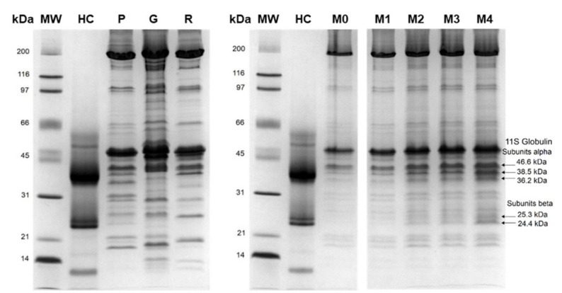 Comparison of protein profiles extracted from hemp cake, raw meat samples, and cooked meatball variants. Arrows show bands derived from hemp storage protein alpha and beta subunits detected in cooked meatballs. Lanes: HC—hemp cake; P—pork; G—guinea fowl meat; R—rabbit meat; M0—control meatball without hemp cake addition; M1, M2, M3, M4—meatballs with increasing content of hemp cake, i.e., 0.9%, 2.6%, 4.2% and 7.4%, respectively.