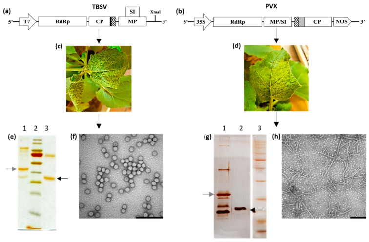 Production of TBSV-E-coil, TBSV-wt, and E-coil-PVX, PVX-wt NPs in plants. (a,b) Schematic diagram of genetic constructs: T7, T7 promoter; RdRp, RNA-dependent RNA polymerase; CP, coat protein; MP, movement protein; SI, silencing inhibitor; black box, linker; striped box, E-coil sequence; grey box, 2A peptide; 35S, 35S CaMV promoter; NOS, terminator sequence from A. tumefaciens nopaline synthase gene; (c,d) symptoms on systemically infected N. benthamiana leaves; (e) silver-stained SDS-PAGE of purified TBSV NPs: 1, 1 μg of E-coil-TBSV; 2, PageRuler Prestained Protein Ladder; 3, 1 μg of TBSV-wt. Black and grey arrows indicate TBSV-wt (41 kDa) and TBSV-E-coil (45 kDa) CPs, respectively; (g) silver-stained SDS-PAGE of purified PVX NPs: 1. 1 μg of E-coil-PVX; 2. 1 μg of PVX-wt; 3. Broad Range Prestained Protein Marker. Black and grey arrows indicate PVX-wt (25 kDa) and E-coil-PVX CPs (30 kDa), respectively. (f,h) Transmission Electron Microscopy images of TBSV-E-coil and E-coil-PVX purified NPs, respectively. Bars represent 200 nm.