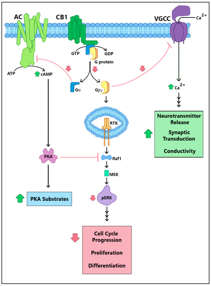 CB1R cellular signaling and points of CRIP1a-mediated suppression. Downstream effects of CB1R constitutive and agonist-mediated cascades include Gβγ-mediated inhibition of voltage-gated calcium channels (VGCC), Gαi-mediated inhibition of adenylyl cyclase (AC), and increased ERK1/2 phosphorylation through stimulation of receptor tyrosine kinase (RTK) and mitigation of PKA suppression. CRIP1a serves as a general negative-modulator, demonstrated to attenuate these basal and agonist-stimulated CB1R downstream actions: G protein activation, VGCC inhibition, cAMP diminution, and ERK1/2 phosphorylation. Green ‘up arrows’ reflect increased effects by CRIP1a expression; red ‘down arrows’ reflect decreased effects by CRIP1a expression.