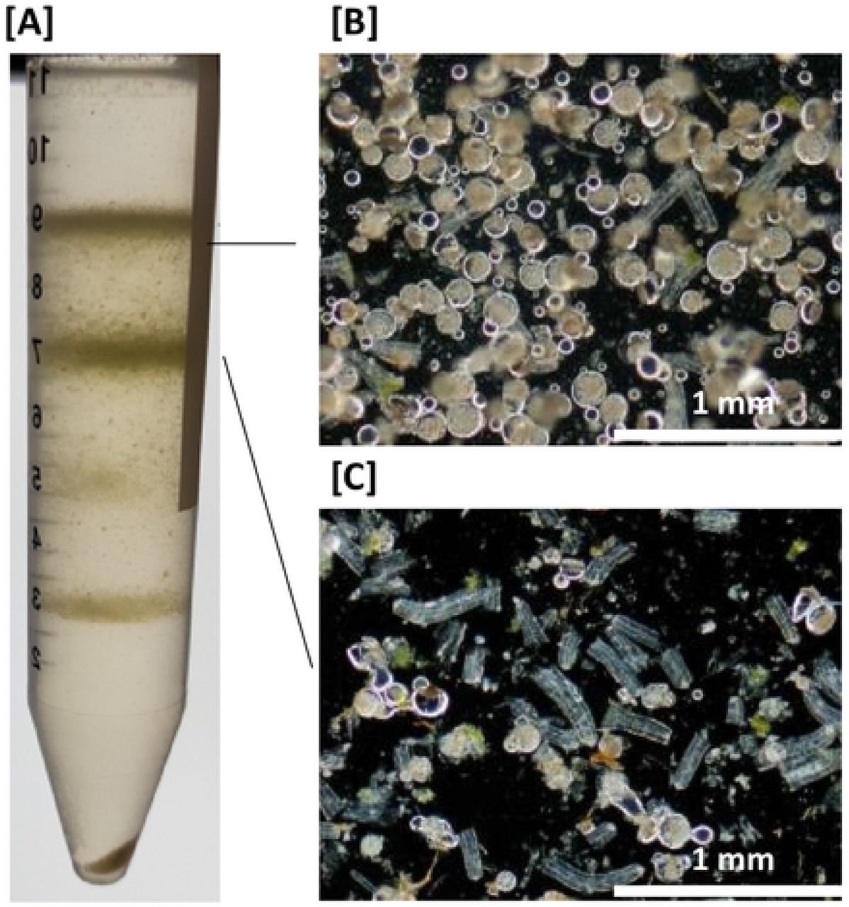 Purification of glandular trichome heads and glandular trichome stalks from a heterogenous mix of C. sativa flower epidermal tissues [A] Heterogenous mix of epidermal tissues separated by percoll gradient centrifugation. Glandular trichome heads collected at the interphase of the 0% and 30% Percoll boundary [B] and glandular trichome stalks collected at the interphase of the 30% and 45% Percoll boundary [C]